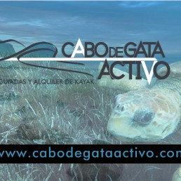 Vídeo de la tortuga boba que nos cruzamos en una ruta en kayak Cabo de Gata